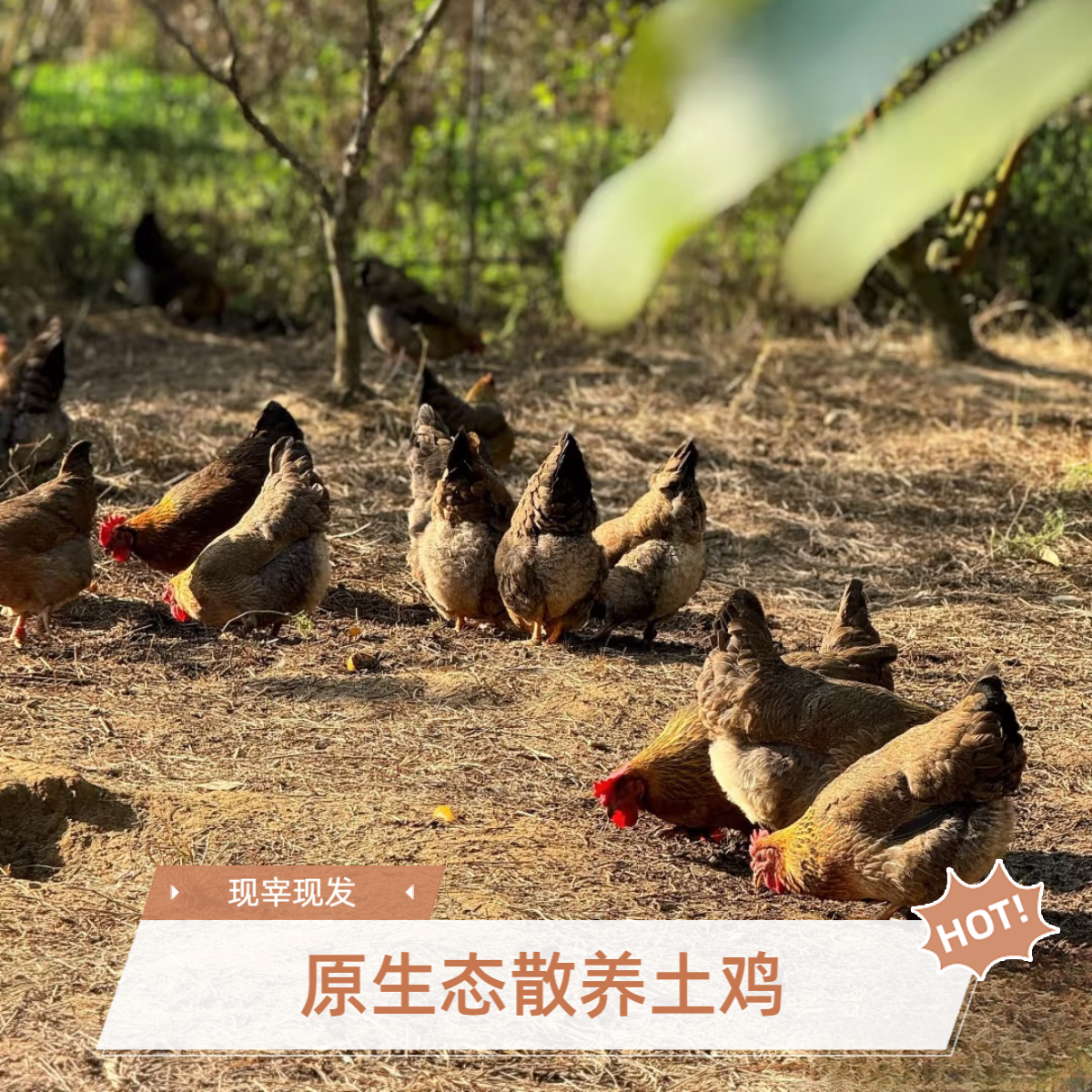 3只  300天 清远老母鸡  现宰现发  包邮