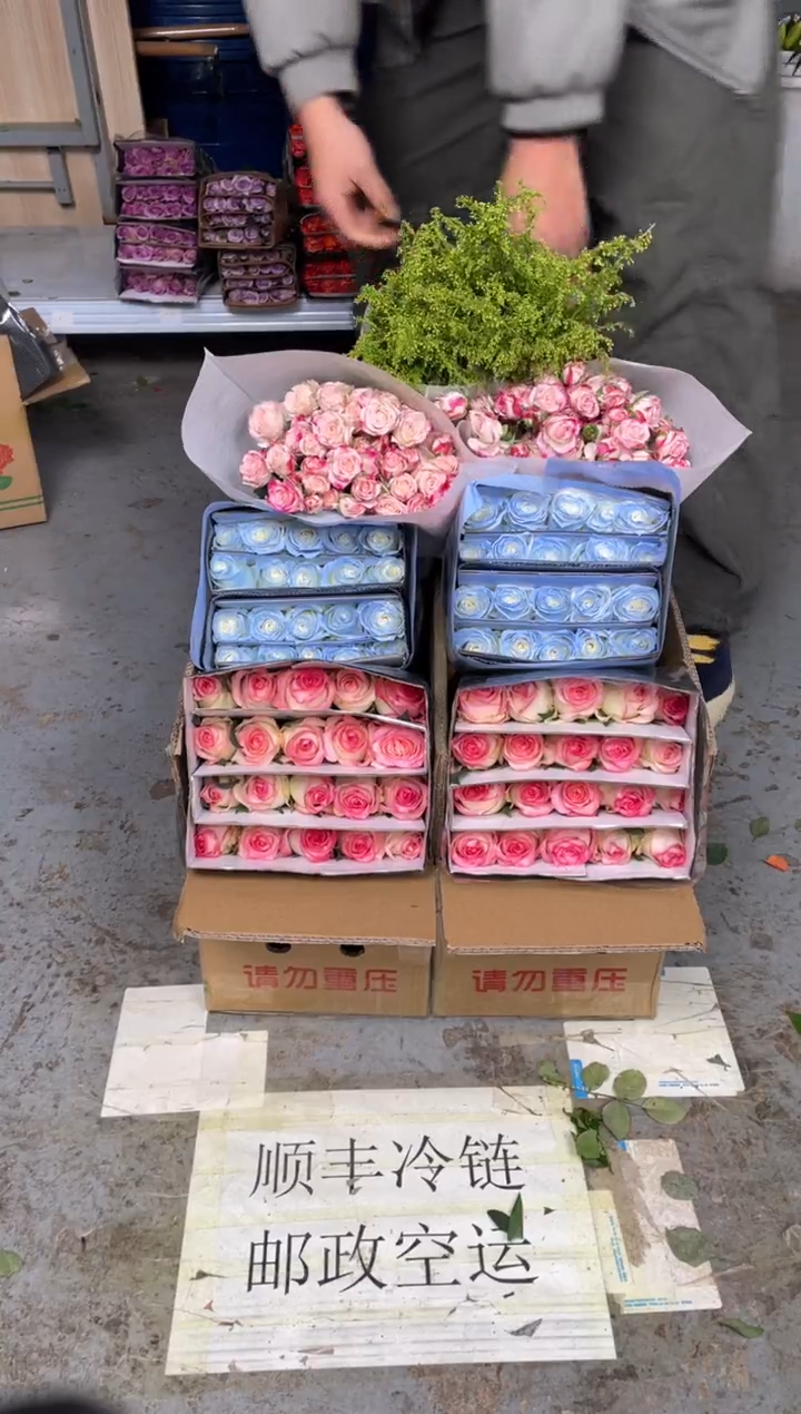 艾沙20枝+碎冰蓝20枝+折射10枝+黄莺