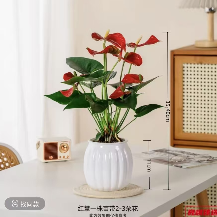 【2-3朵花】2苗红掌盆栽送盆30-40高室内客厅耐荫好养四季开花