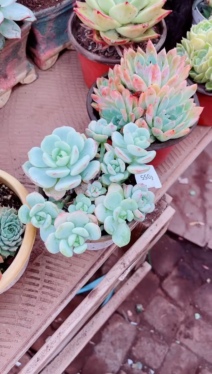 小*好04055多肉植物一物一拍