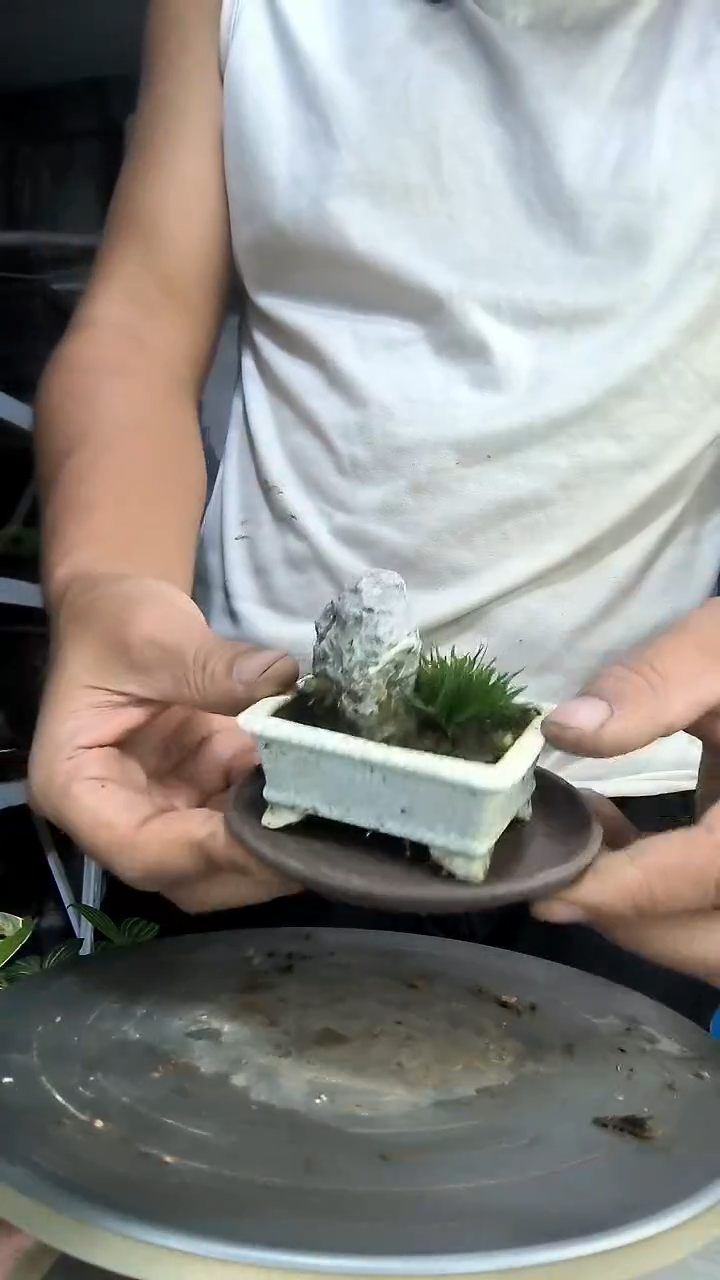 6*6中青园艺一物一拍274