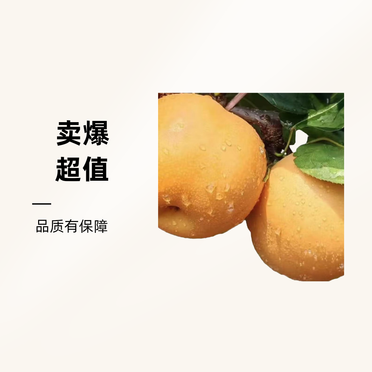 山东秋月梨山东省