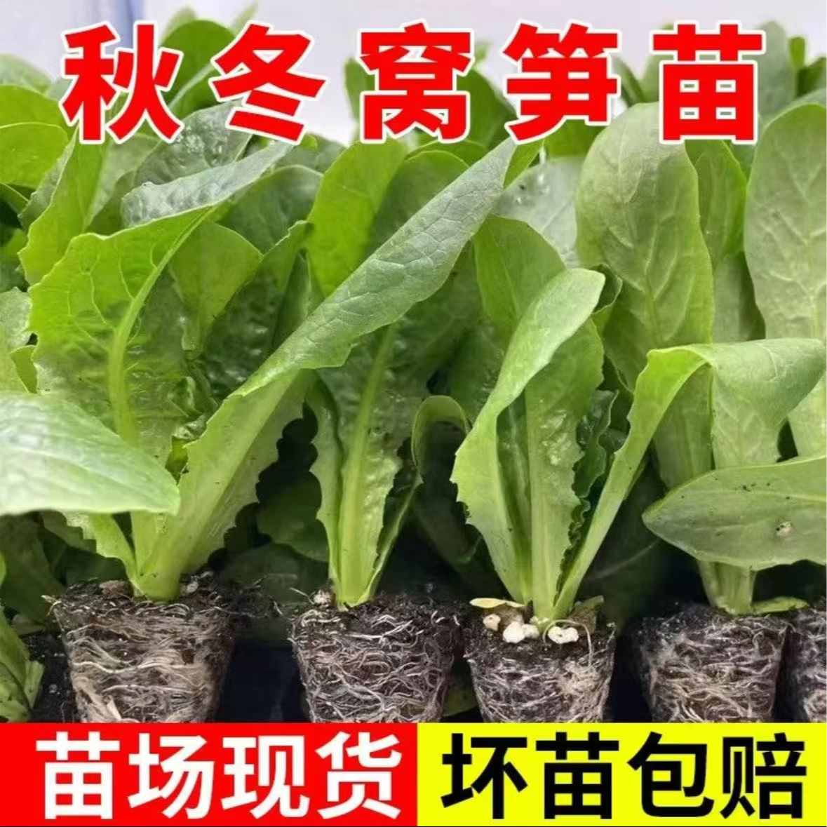 【山东寿光发货】莴笋苗四季莴苣苗蔬菜苗            