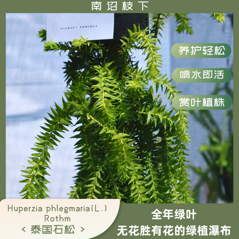 【南诏枝下】侏儒大叶石松 Huperzia phlegmaria(L.) Rothm