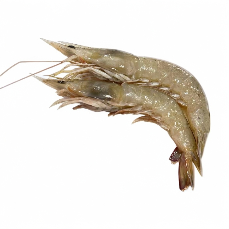 【沙卢虾】【不会活】福建省内可拍