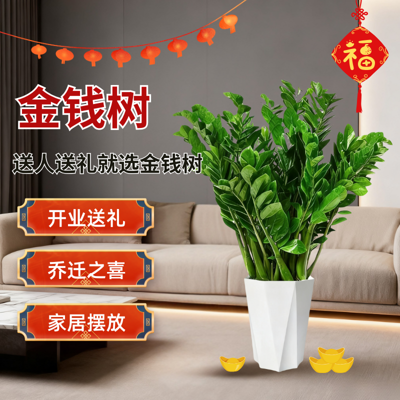70 - 90cm金钱树盆栽【顺丰/京东】送货上门客厅办公室净化空气绿植