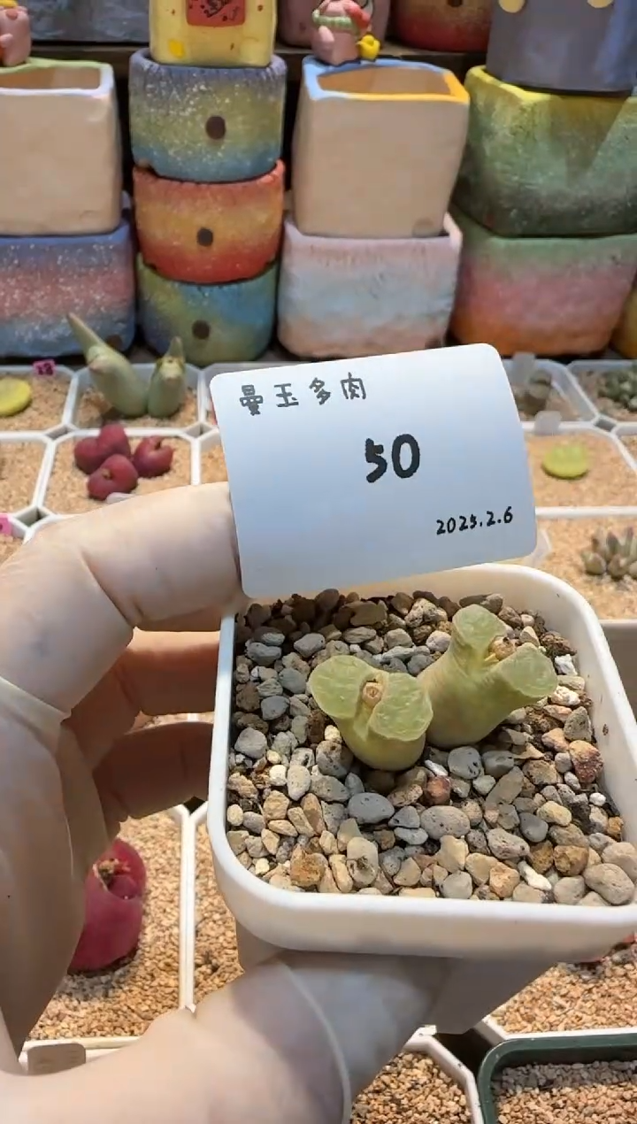 【闪购商品】25.2.6-50