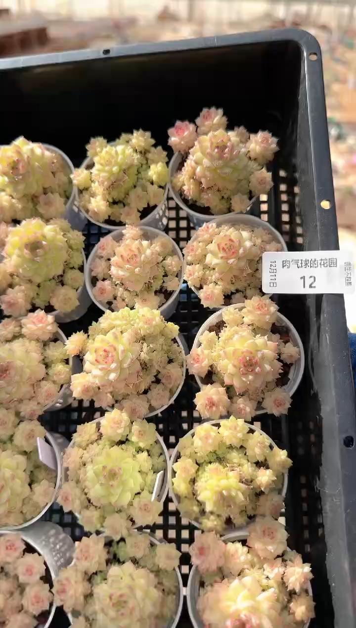 1211-12ttp-23多肉量拍任意发其中一颗群生不包整