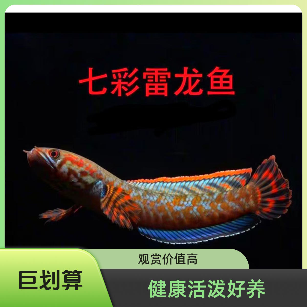 印度野七彩雷龙（繁殖必玩）