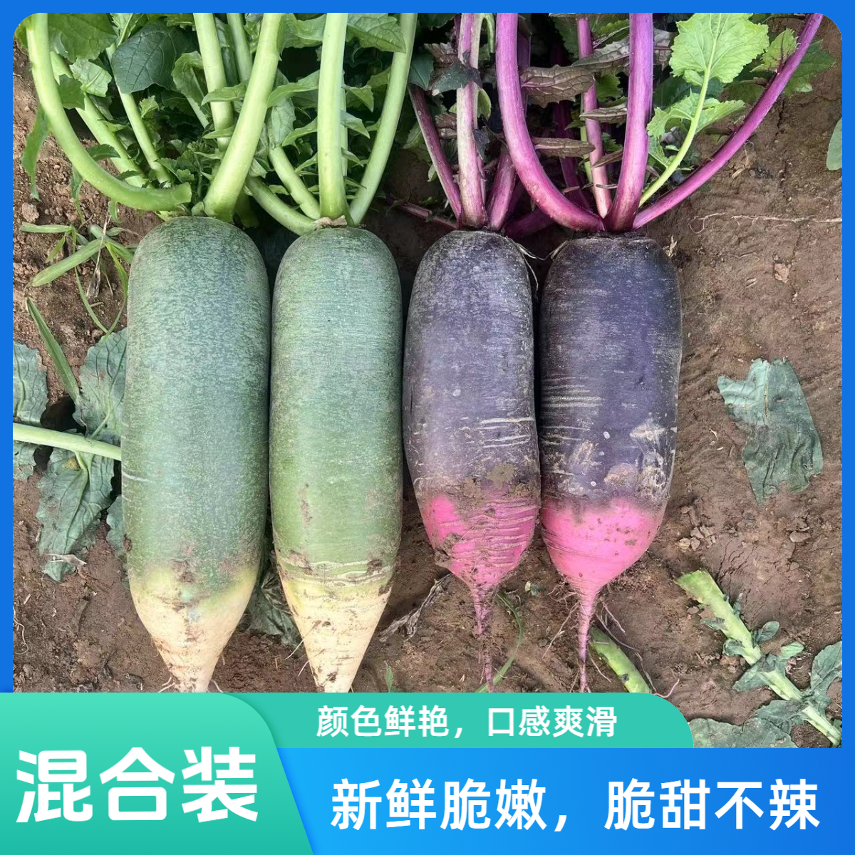 混合装【天星2号+冰激凌】山东正宗潍坊水果萝卜生吃甜脆现卖现拔