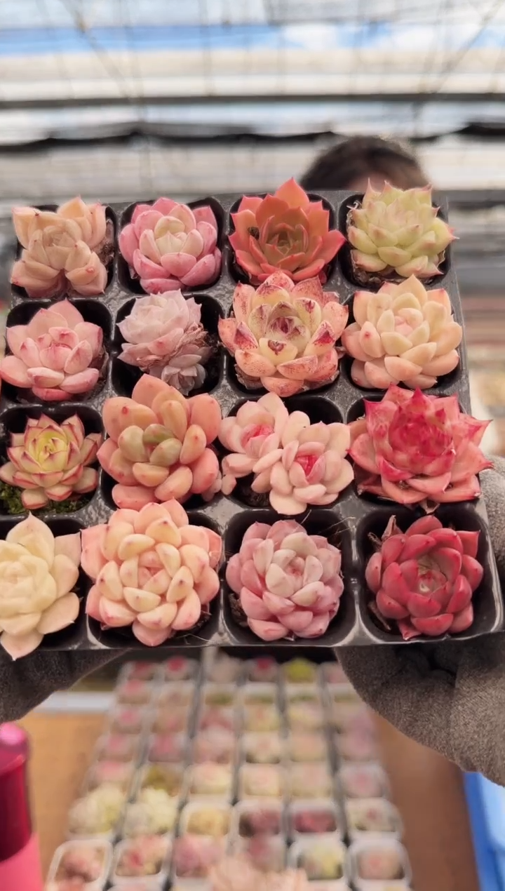 东云多肉园新款-204