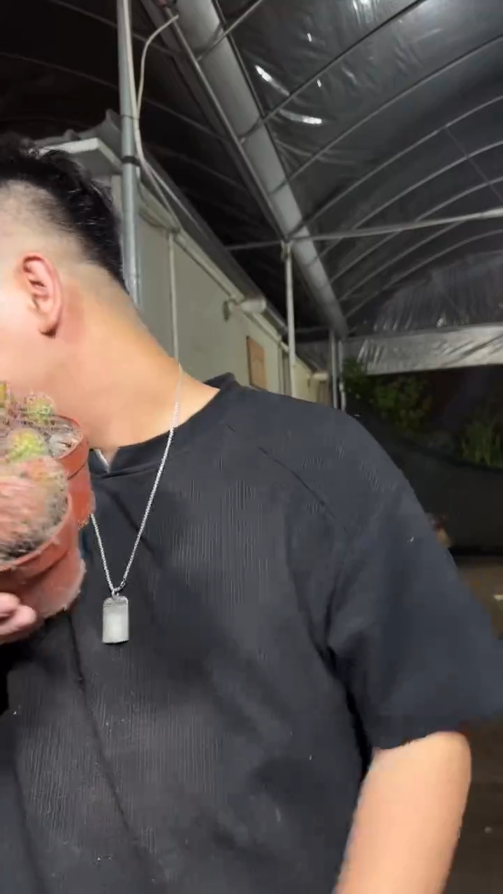 2颗 红娜丸【带根】不指定带崽