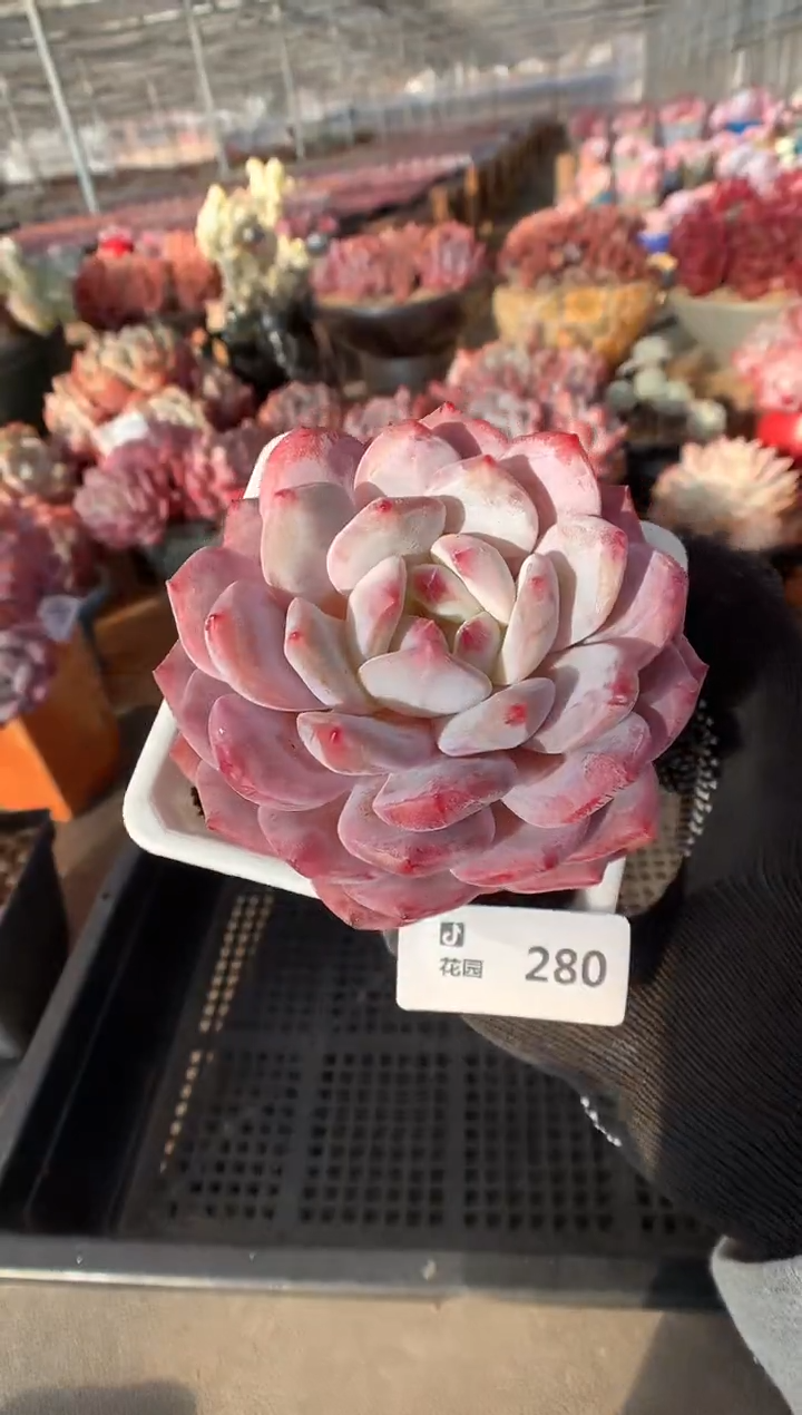 280紫皮橙多肉植物一物一拍