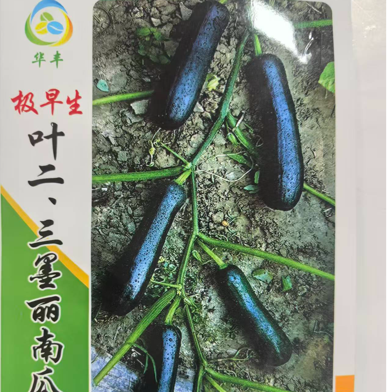 叶二三墨丽南瓜种子嫩瓜墨绿色，瓜果圆条形，果颈实心，果肚较小
