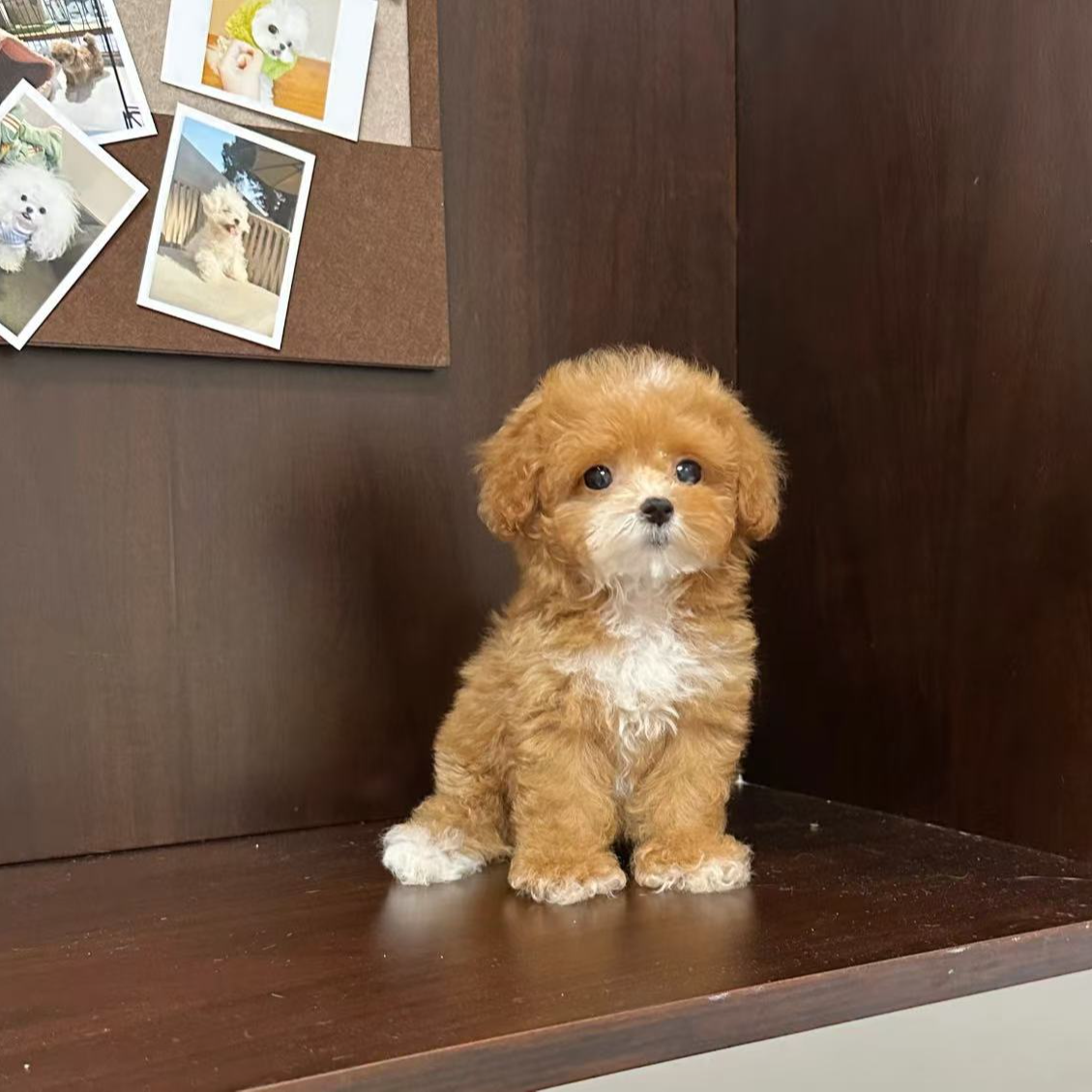 马尔济斯马尔泰幼犬小体狗茶杯犬可爱小狗狗活体 马尔泰