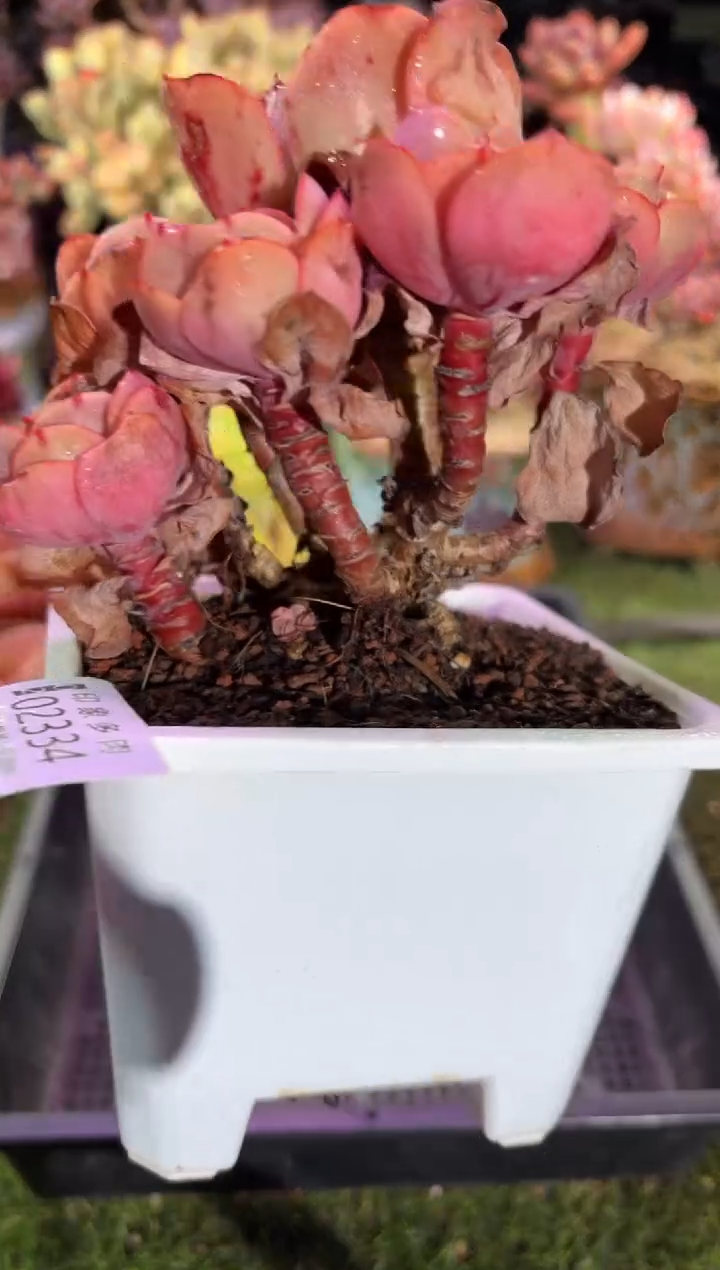 【闪购商品】02334