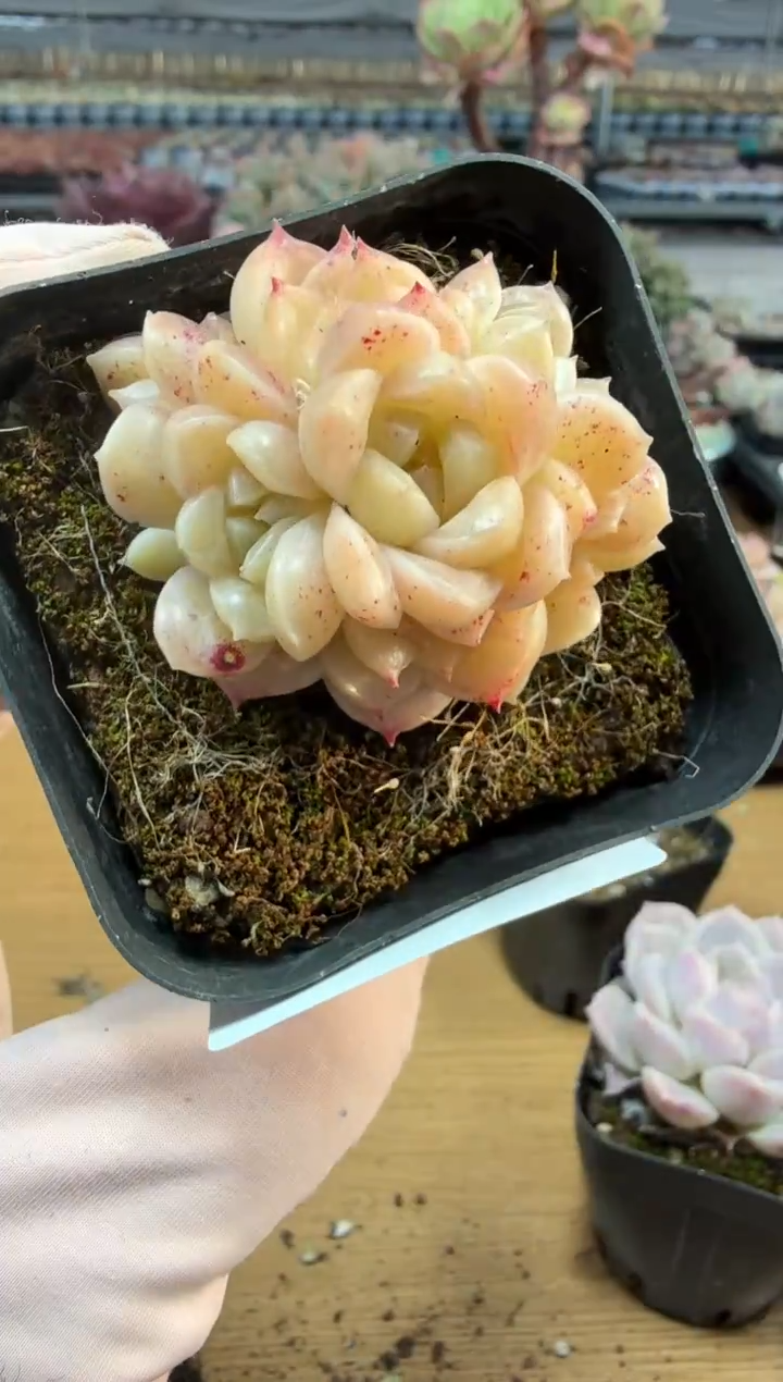 东云多肉园二店-324