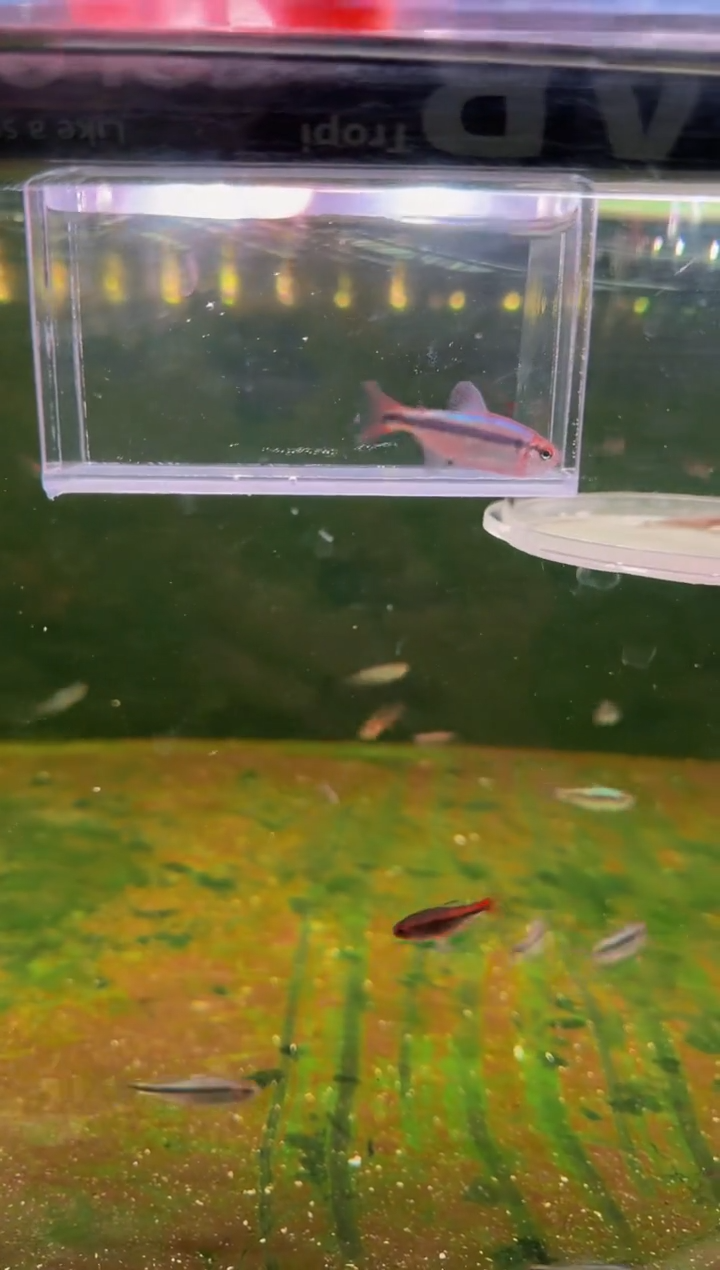 灯科鱼新流域缎带*1