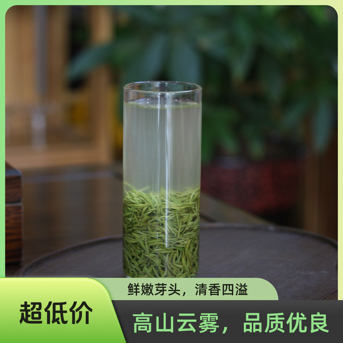 2025信阳云雾高山明前小芽回甘足花香浓