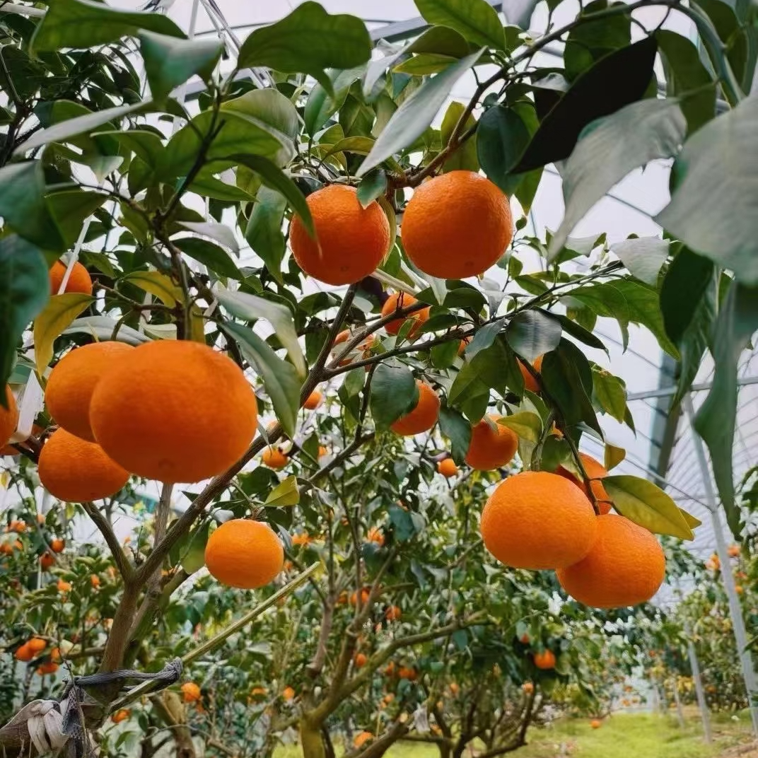 【尝鲜5斤家庭装中果】正宗象山红美人柑橘爱媛28号浙江省