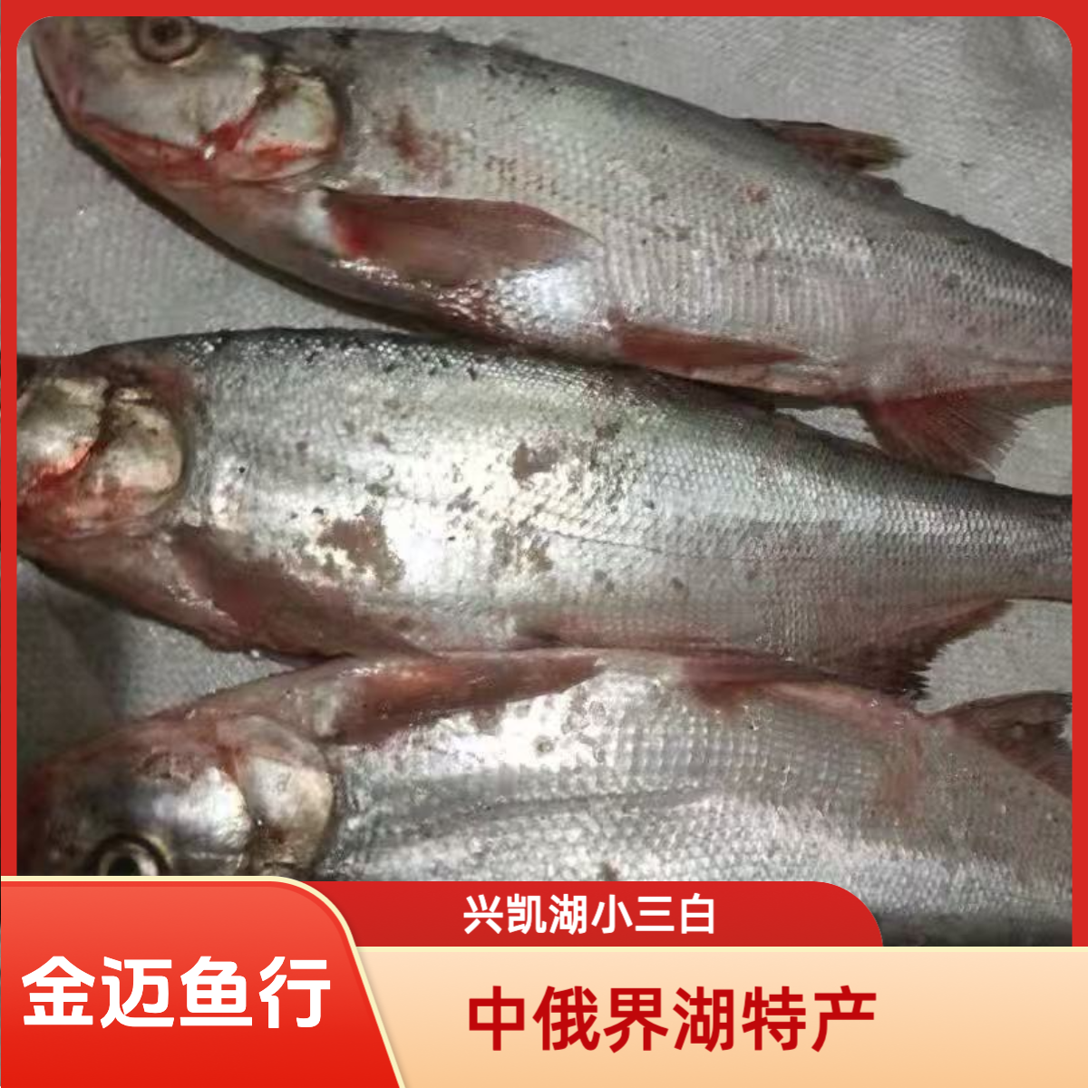 兴凯湖小三白·黑吉辽京津冀顺丰包邮