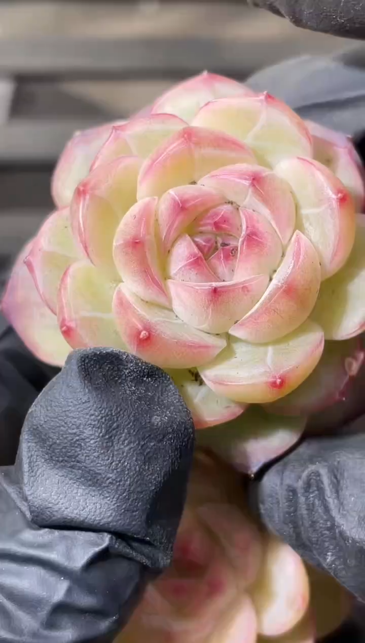 29-97 星空跳跳糖3-4厘米量拍发一颗