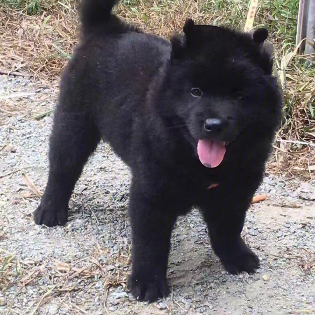 广西田园犬，五黑，五红，土松相框