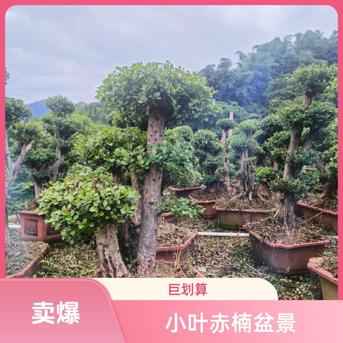原生山采赤楠造型盆景耐寒耐热适合室内外庭院多种场景绿植
