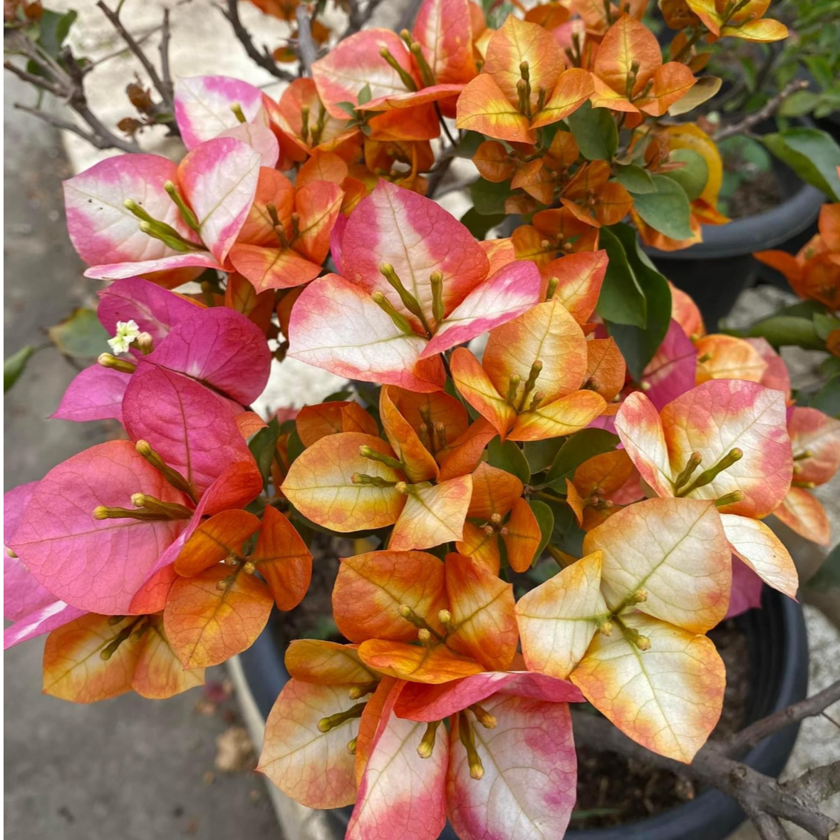 【凤凰】三角梅复色百变凤凰直好养易活下单送肥料