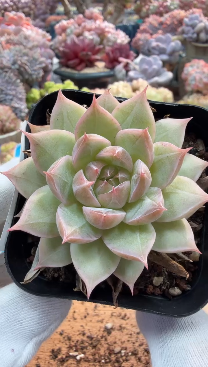 东云多肉园二店-330