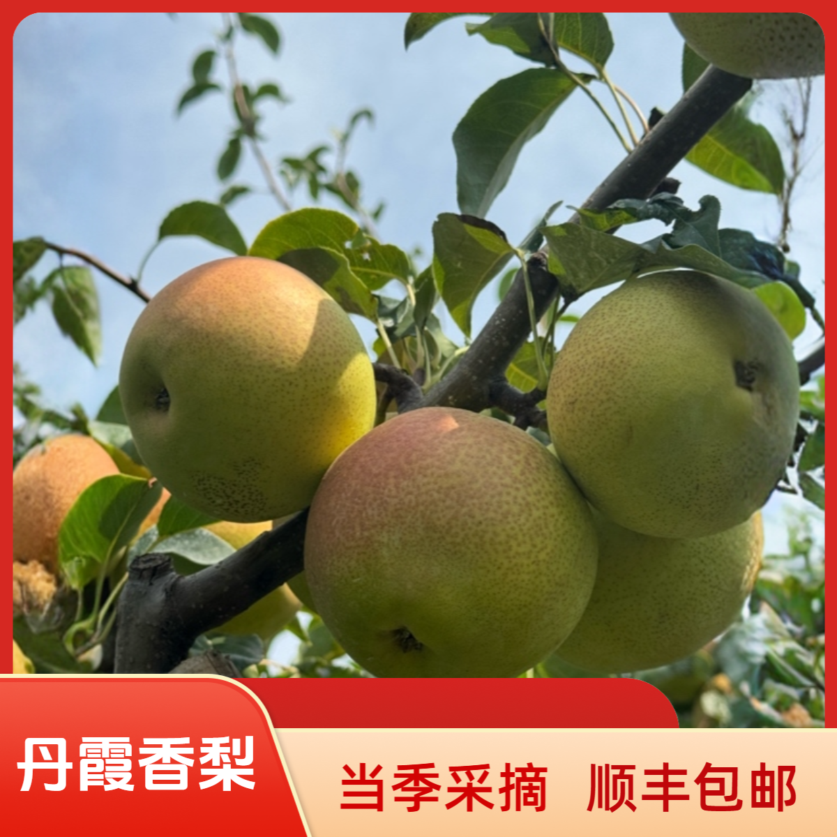 砀山新鲜采摘当季丹霞红香梨皮薄甘甜爽口顺丰包邮