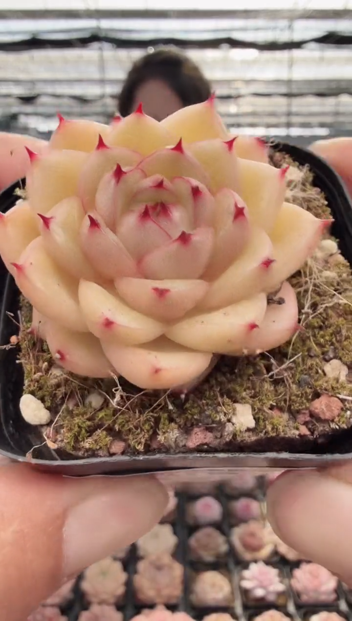 东云多肉园新款-06