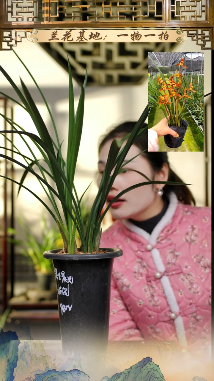 全部花苞寒兰晨光