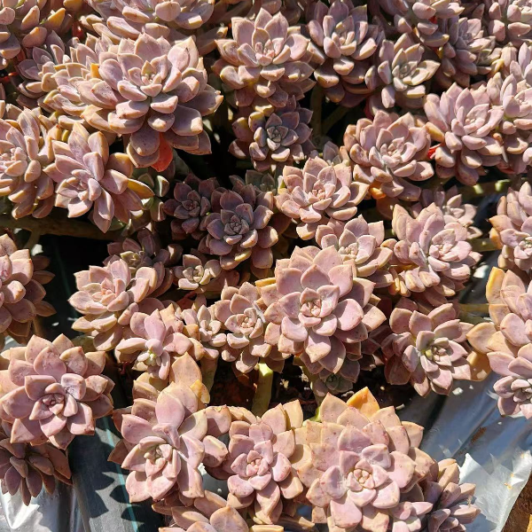 阿伦培大号 新手好养精品多肉绿植 园艺种植多肉