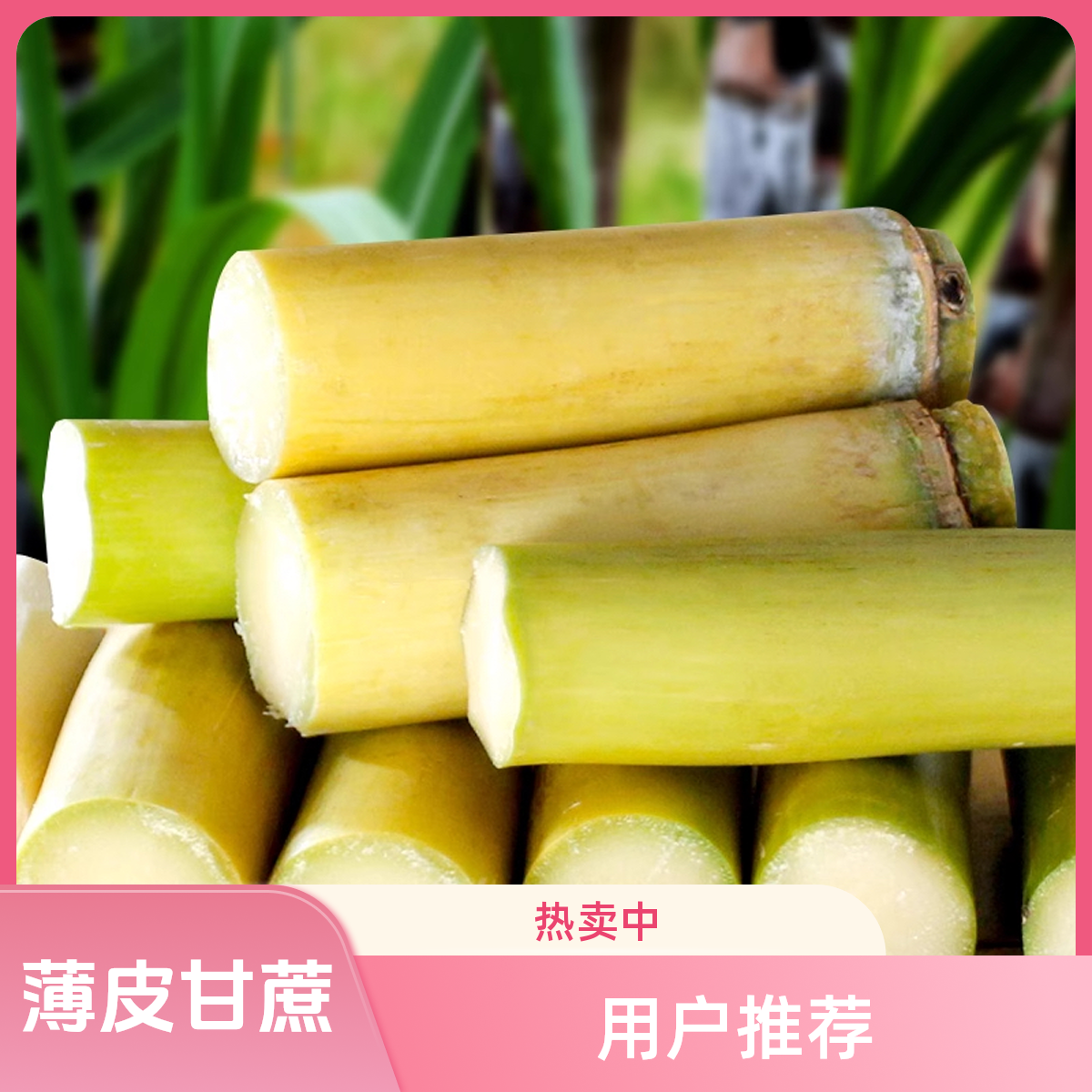 D广西黄金甘蔗新鲜现砍应季脆甜多汁黄皮薄皮清甜产地薄皮甘蔗