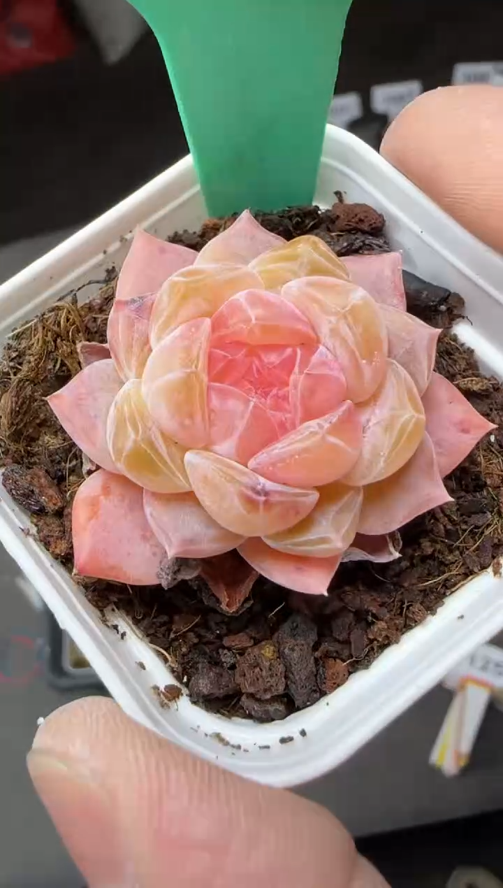 【闪购商品】一物一拍0217—124