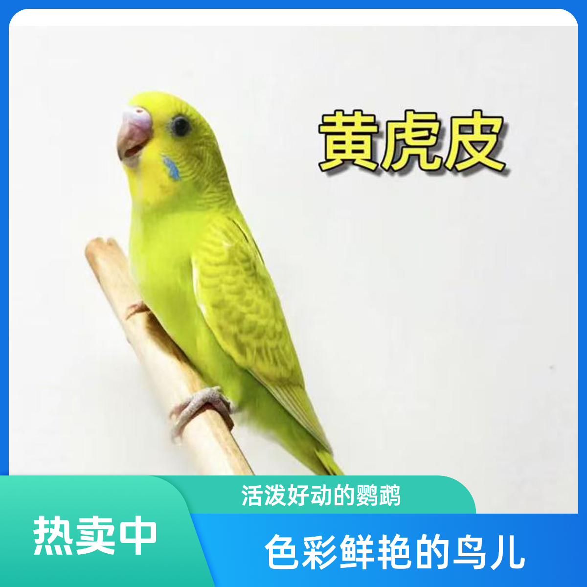 单只手养虎皮鹦鹉聪明伶俐学语鹦鹉活宠宠物学说话鹦鹉鹦鹉