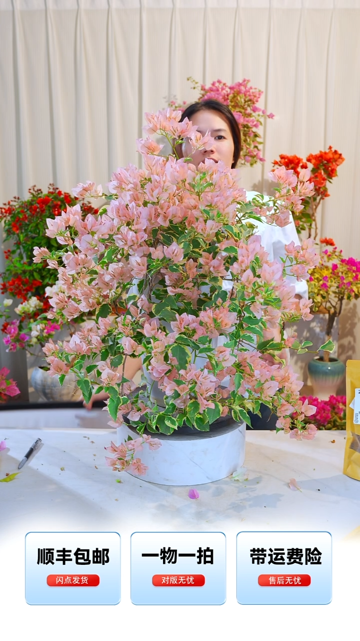 大部分开放少量花苞金边马斯