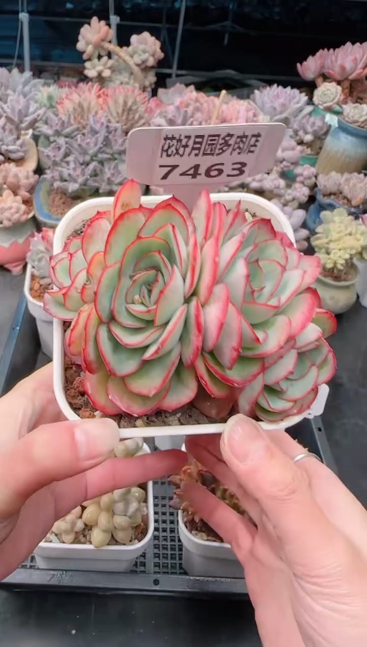 【闪购商品】7463.