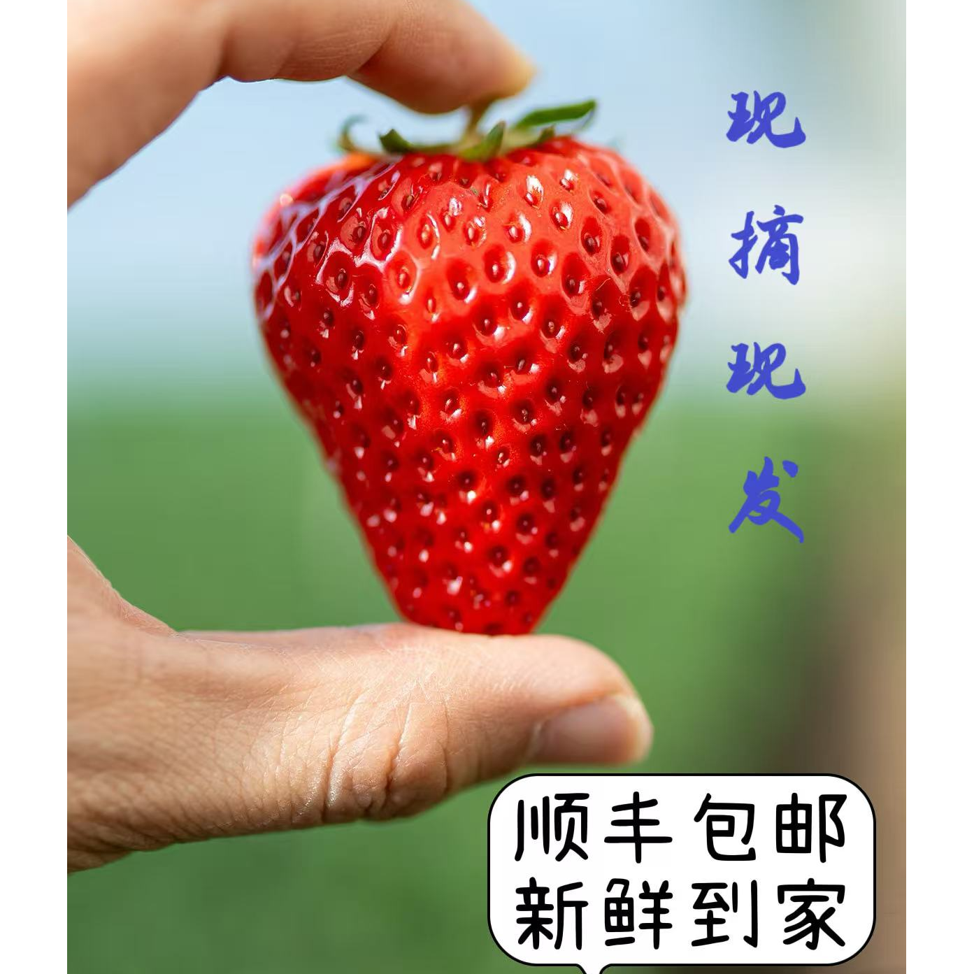 【次日达】丹东九九牛草莓奶霸吉林省