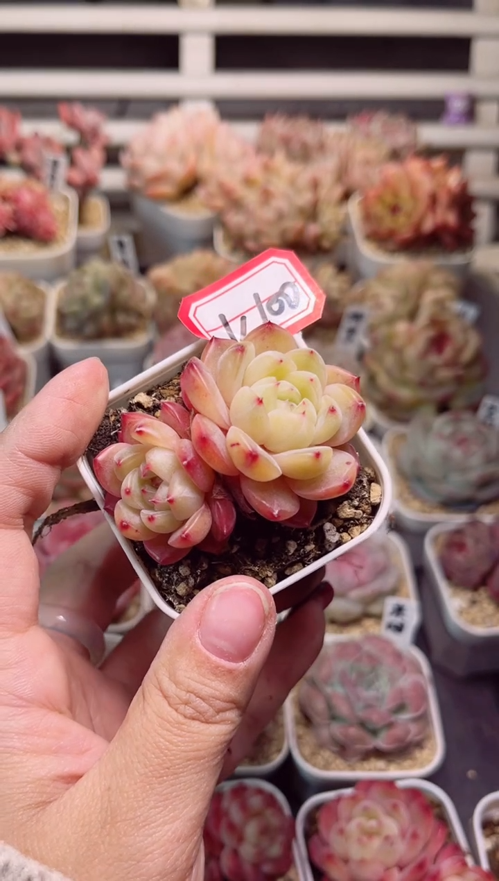 【闪购商品】K100花萝一物一拍