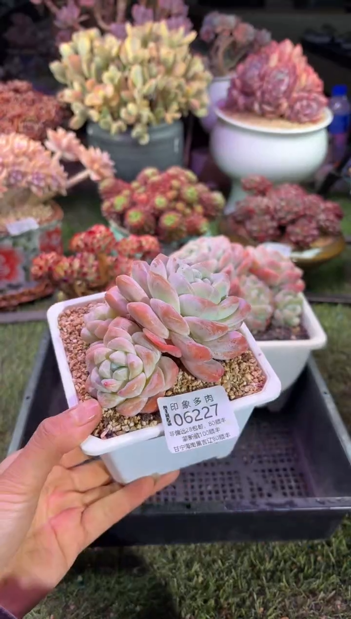 【闪购商品】06227