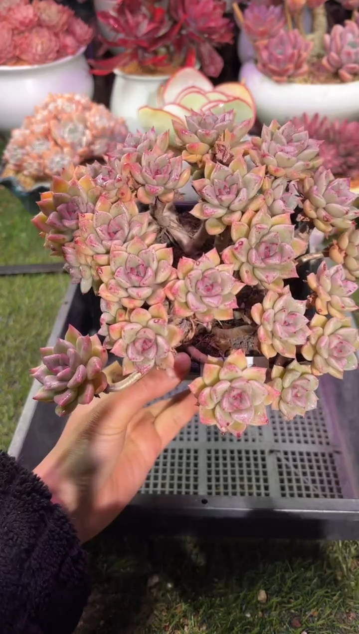 【闪购商品】10902