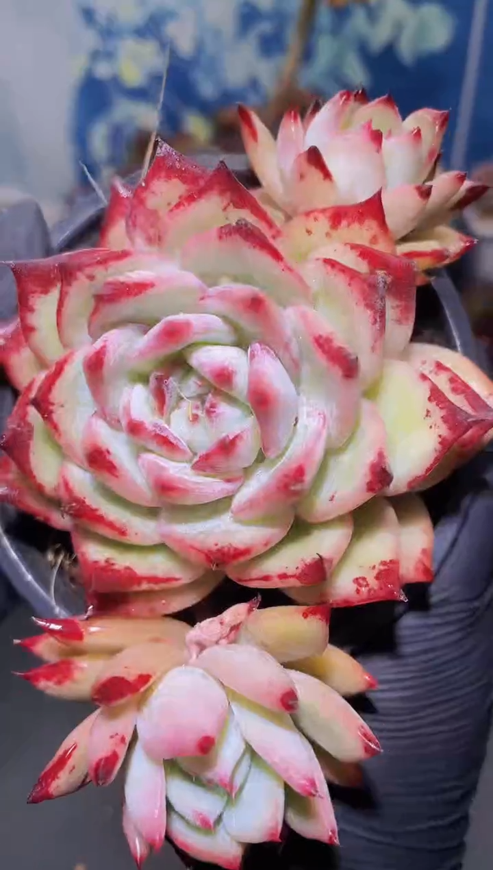 【闪购商品】469红拉糖