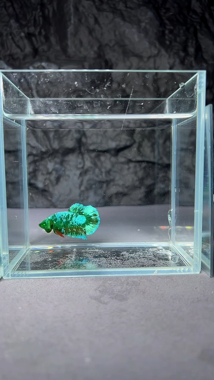 斗鱼竞拍链接A034