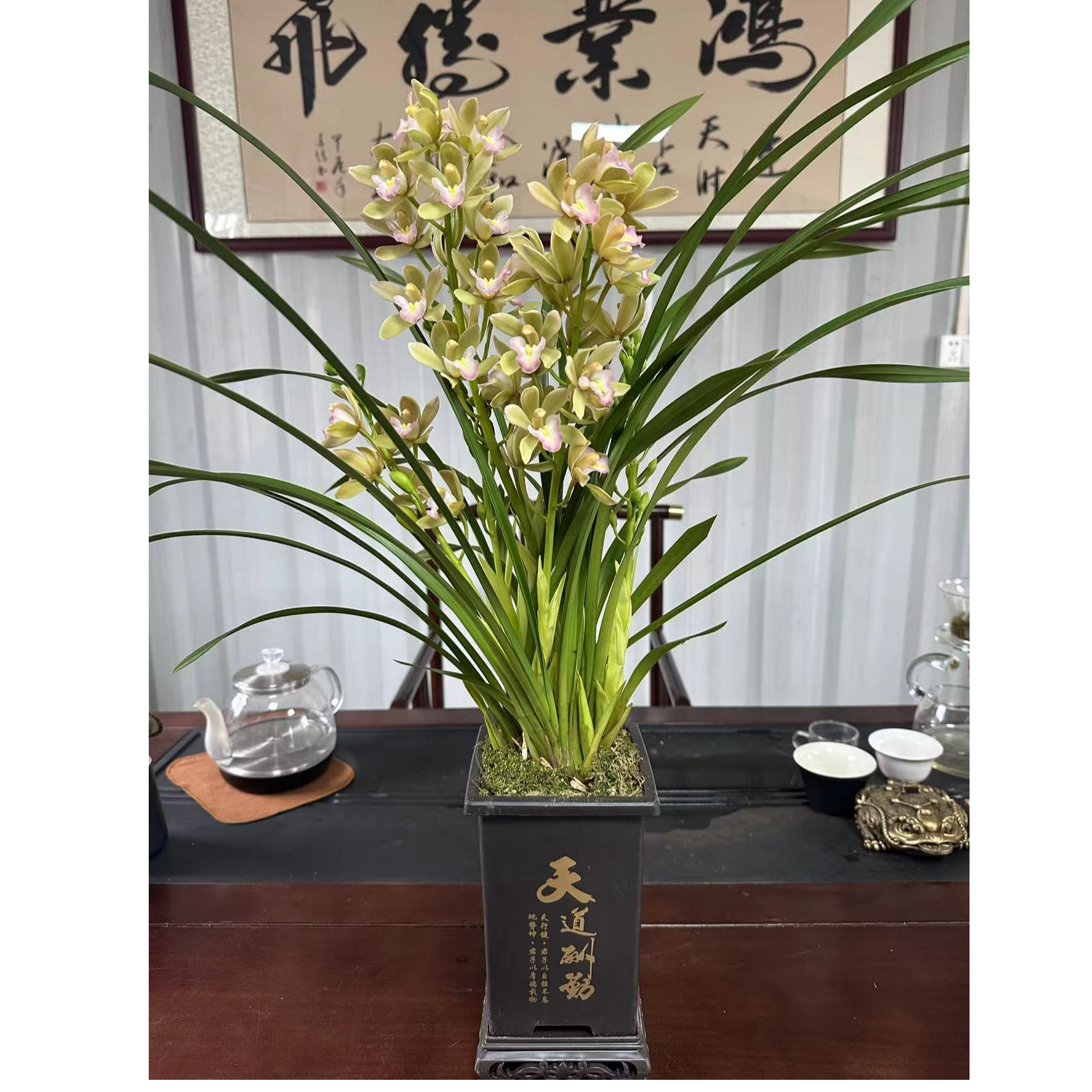 清香型【香水香兰】绿植盆栽上盆栽种好发货