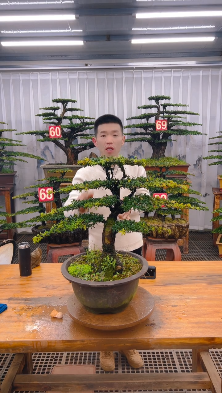 【闪购商品】紫砂精品盆景直播间一物一拍