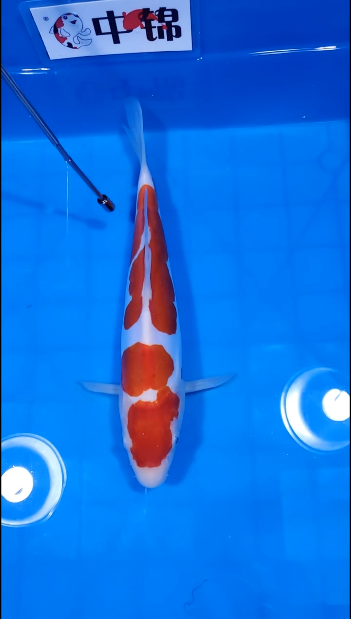 锦鲤【251228-07】 德系红白 30部 不详 信杰