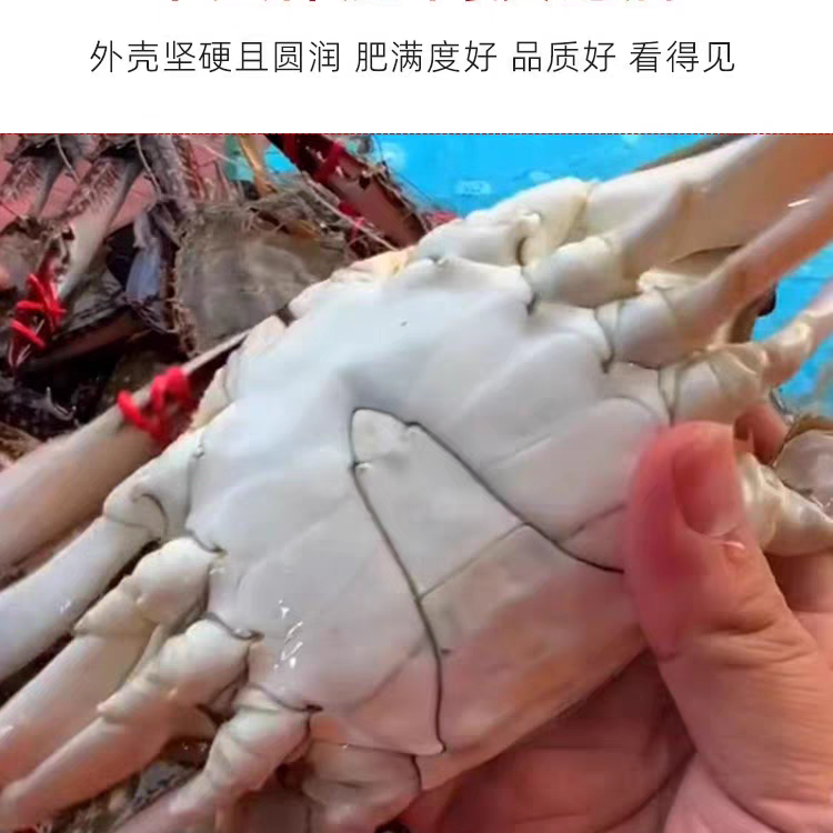 丹东东港精品大公梭子蟹4两左右/只3斤装不包全腿【保鲜不保活】