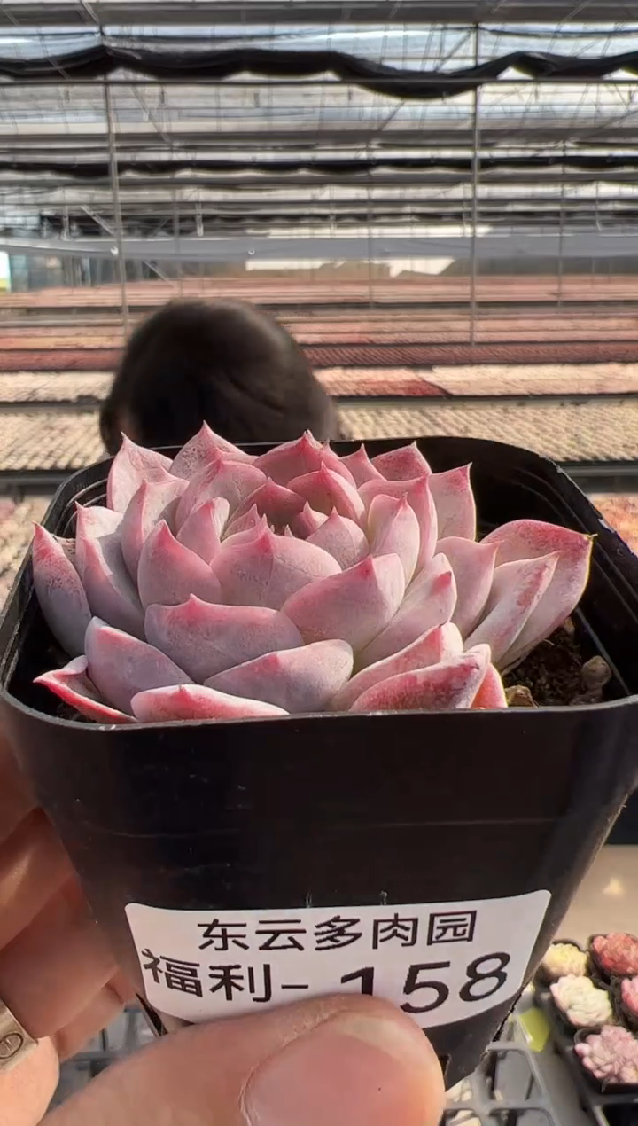 【闪购商品】福利多肉-158